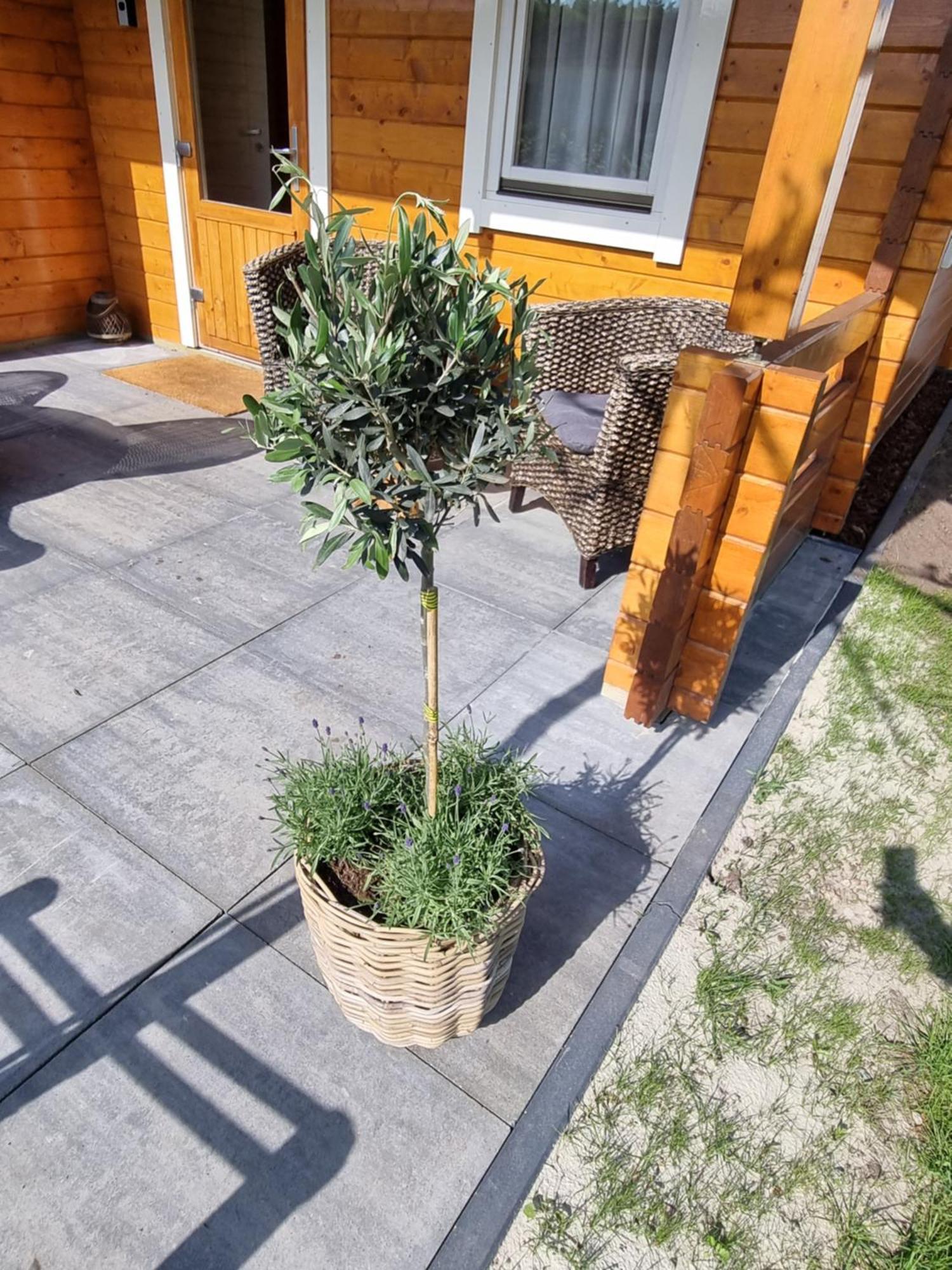 Nieuw - Luxe Blokhut Chalet In Bosrijke Omgeving 앵루 외부 사진